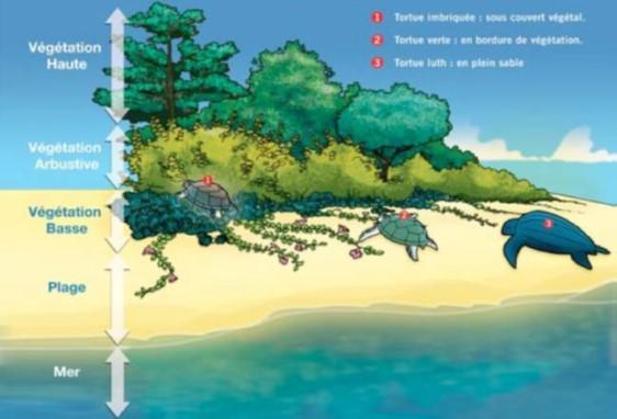 <p>Bonjour,</p><p>L'emplacement du nid est souvent un bon indice.</p><p>La tortue verte pond en haut de plage à la limite entre la végétation et la...