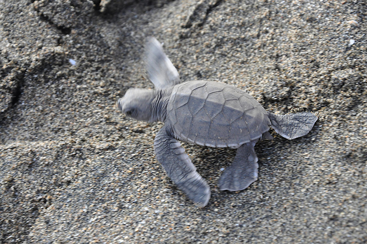<p>les tortues sortaient du sable avant la végétation.</p><p>Voici d autre photo si cela aide.</p>
