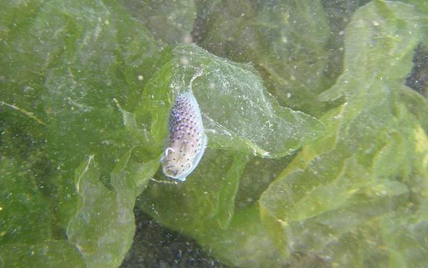 Identification Nudi étang de Thau 6m