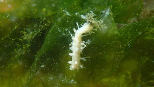 Identification nudibranche !!