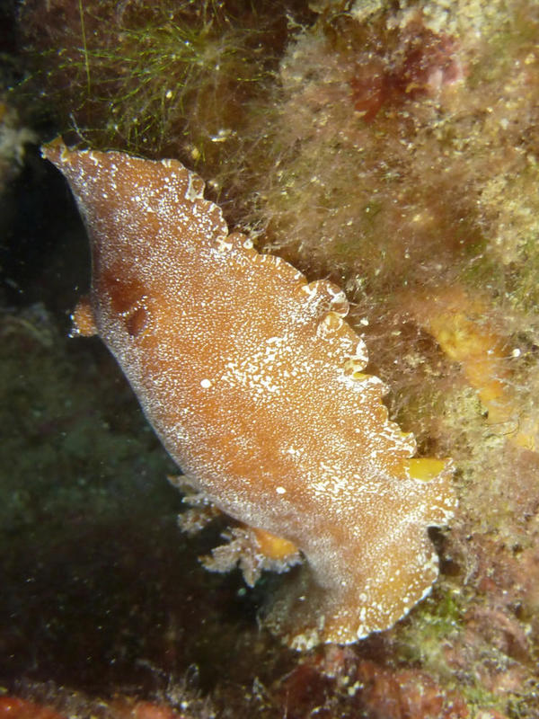 Identification nudibranche