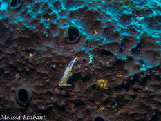 identification nudibranche