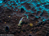 identification nudibranche