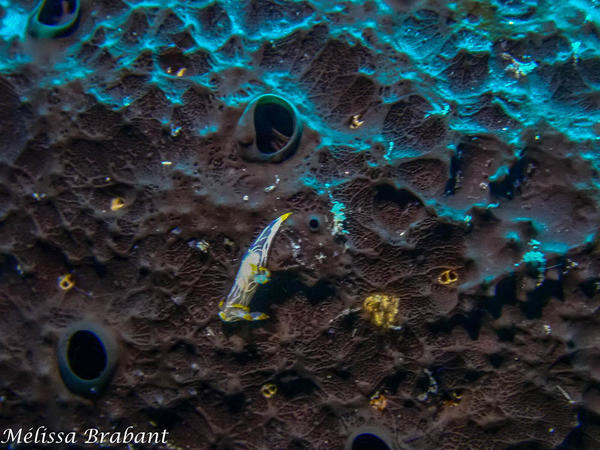identification nudibranche