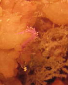 identification nudibranche