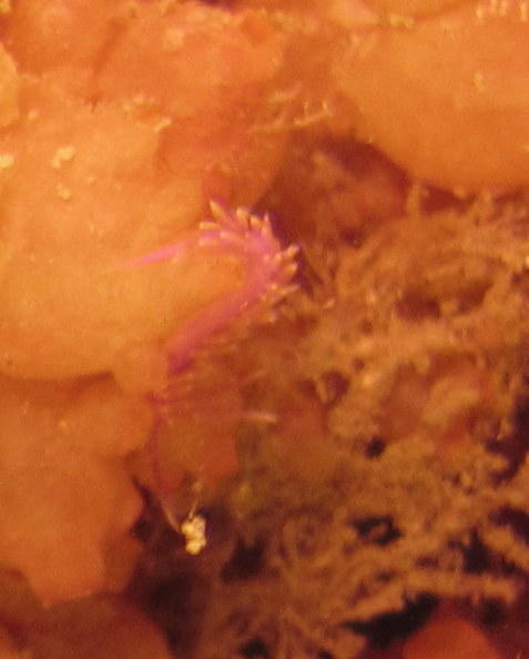 identification nudibranche