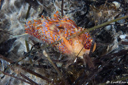 Identification nudibranche