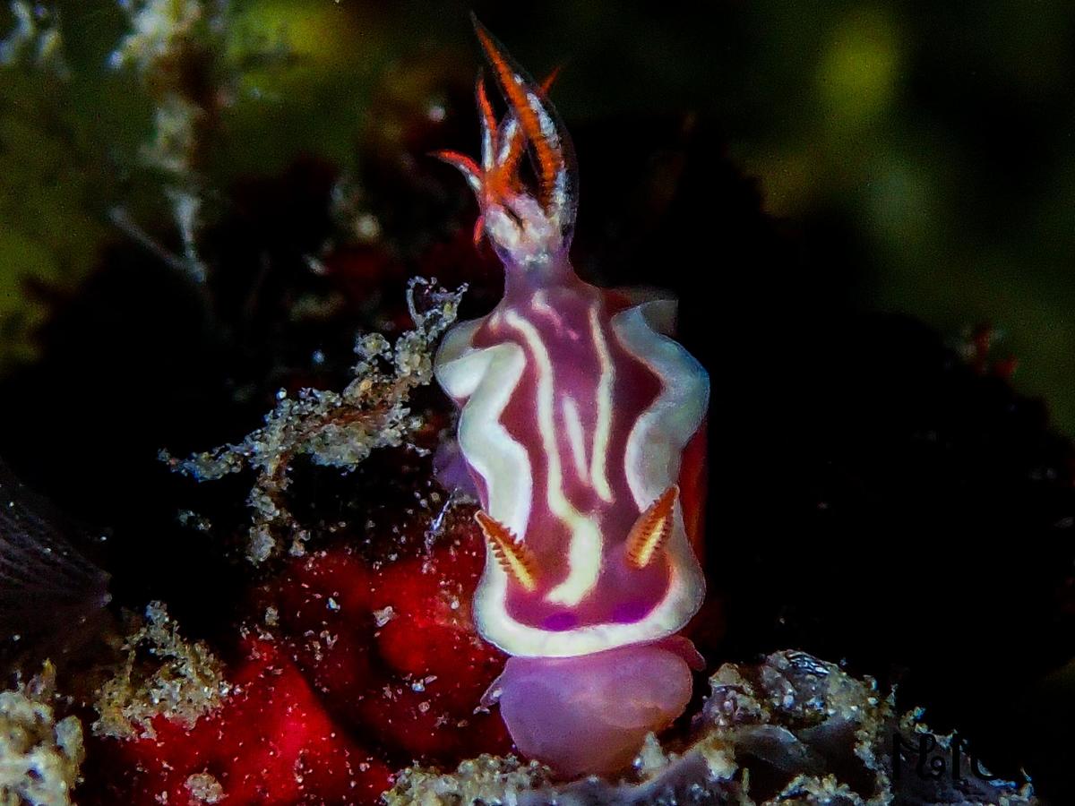 Identification Nudibranche