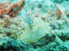 Identification Nudibranche