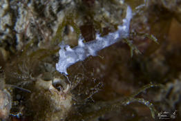 Identification nudibranche