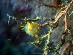 Identification nudibranche