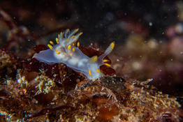 Identification nudibranche