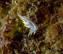 identification nudibranche