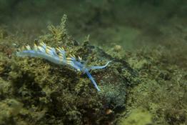 Identification Nudibranche