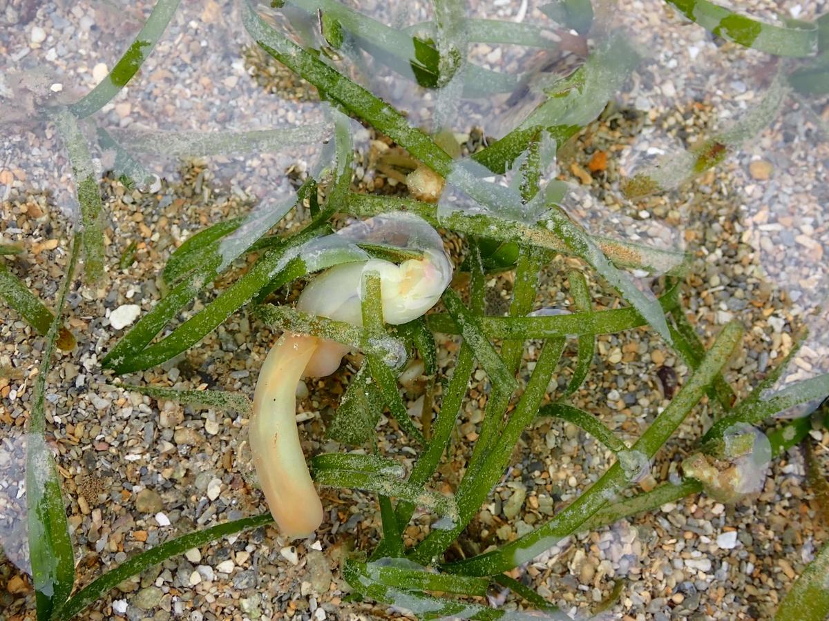 identification nudibranche