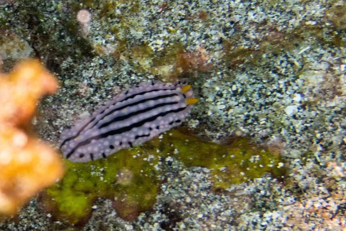 Identification nudibranche – Ile de la Réunion