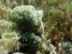 identification Nudibranche (Madagascar)