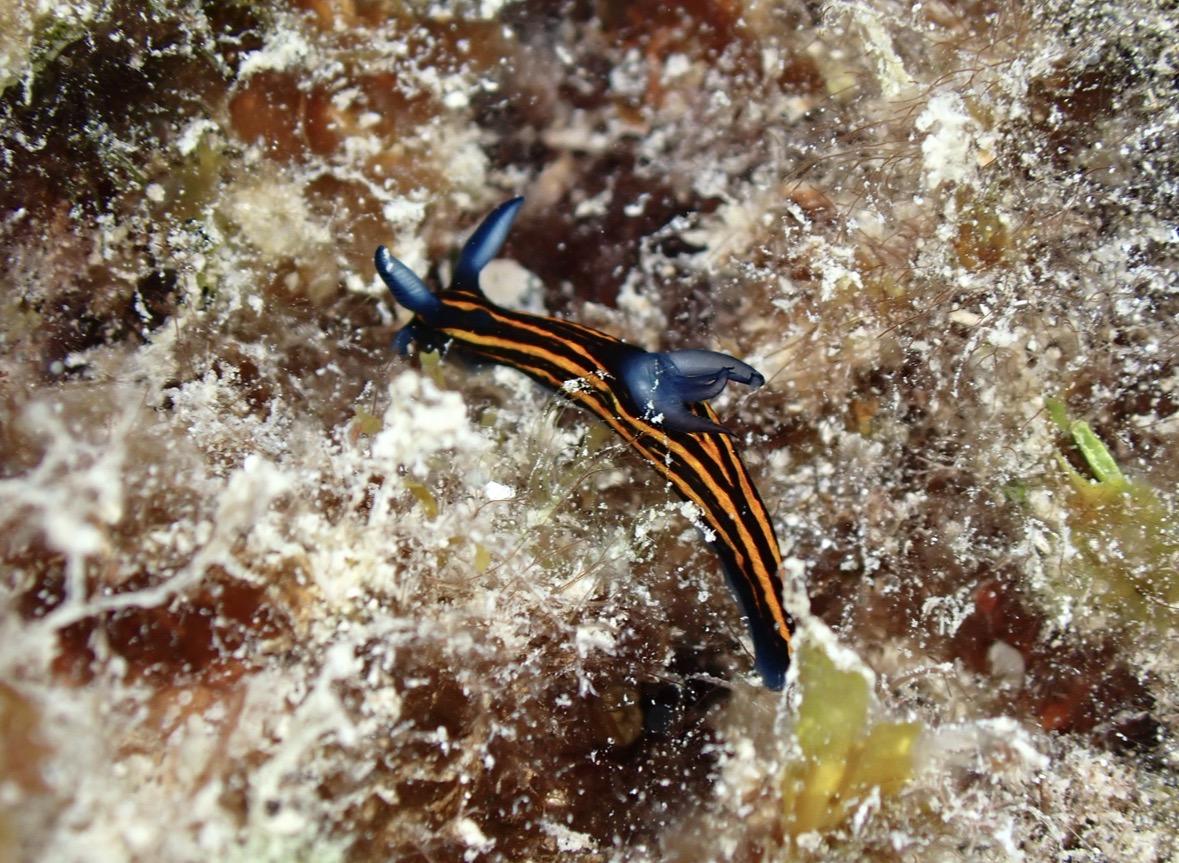 Identification nudibranche Moorea