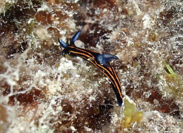 Identification nudibranche Moorea