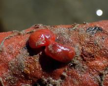 identification nudibranches