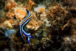 Identification nudibranches tricolore