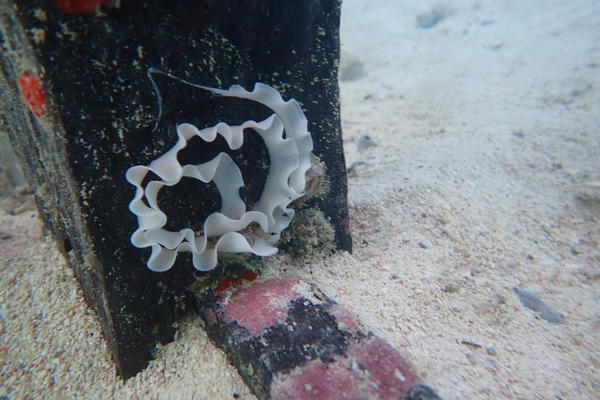 Identification ’œufs de nudibranche ? (Indonésie)