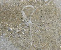 Identification ophiure dans le sable