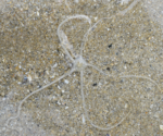 Identification ophiure dans le sable