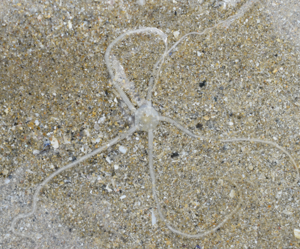 Identification ophiure dans le sable