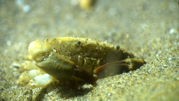 identification petit crabe sur le sable