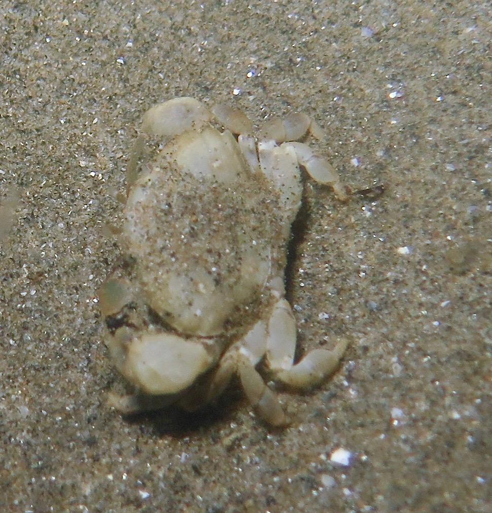 <p>voici la photo de ce même crabe sous un angle different.</p>