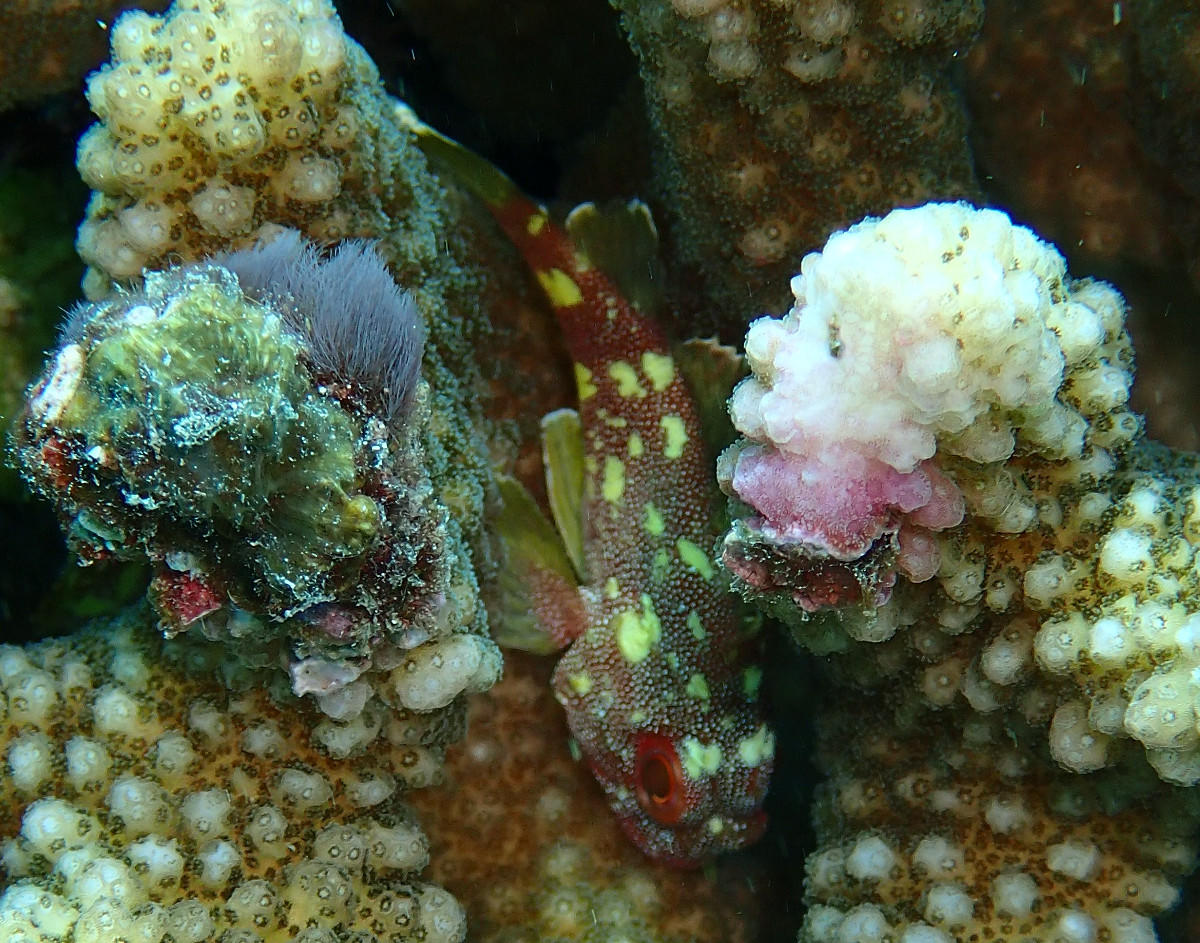 identification petit poisson corallien