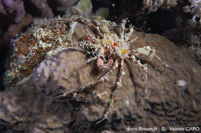 Identification petite araignée de mer Rouge