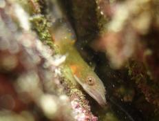 Identification petite tête