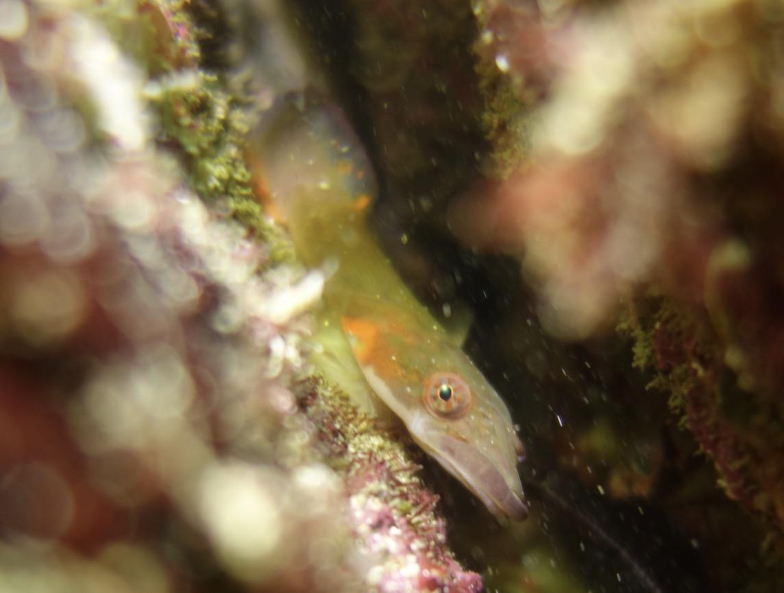Identification petite tête