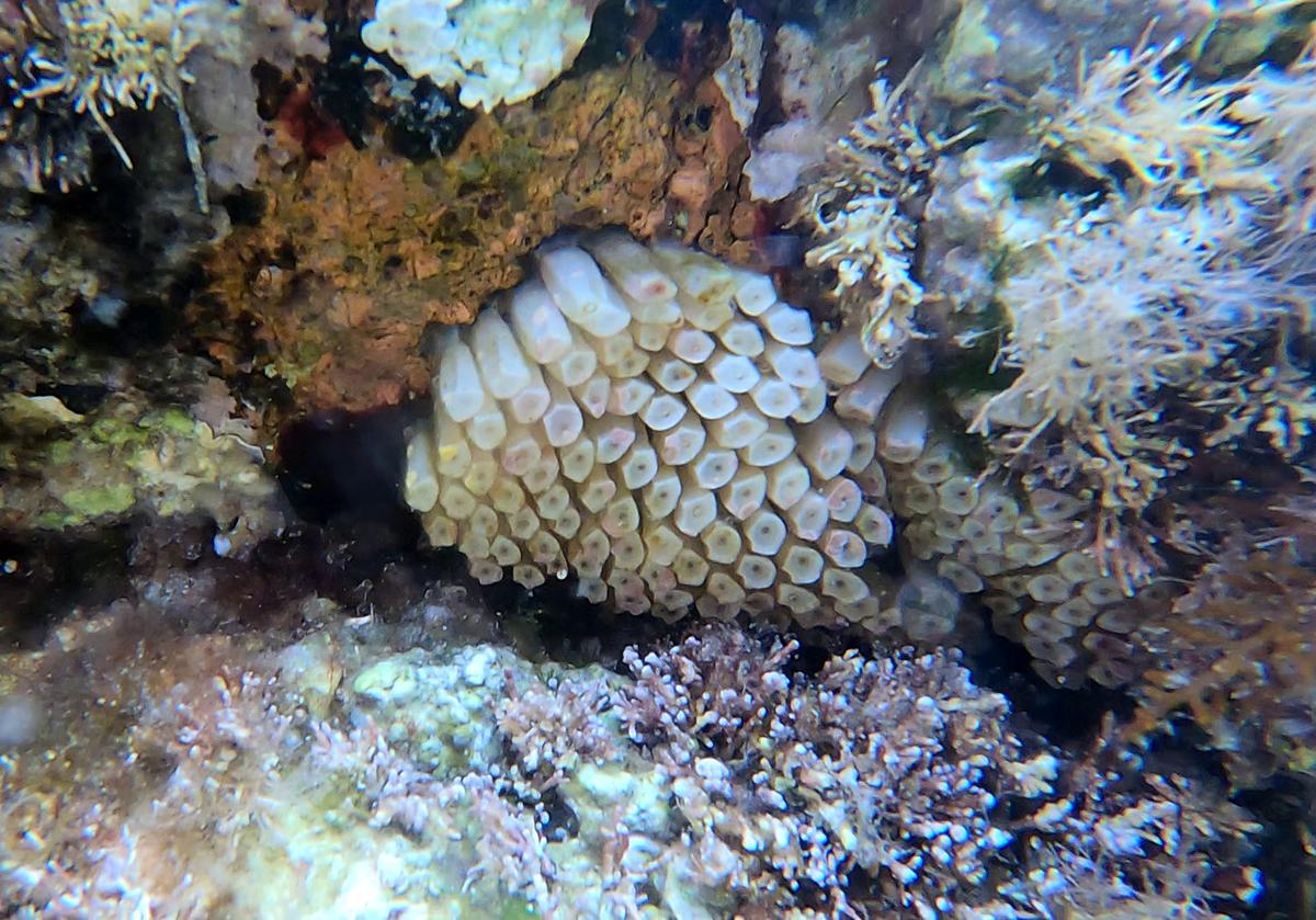 identification photo