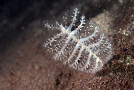 Identification Plume de Mer