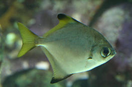 Identification Poisson