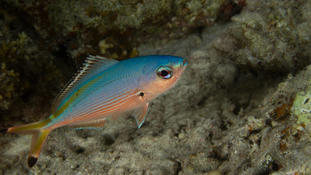 Identification Poisson