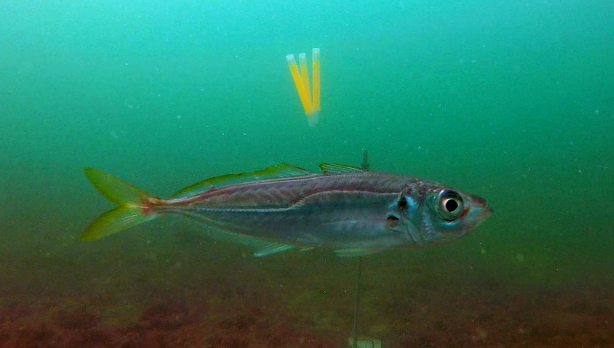 <p>Et voila le poisson de Jéromine, un peu plus visible...</p>