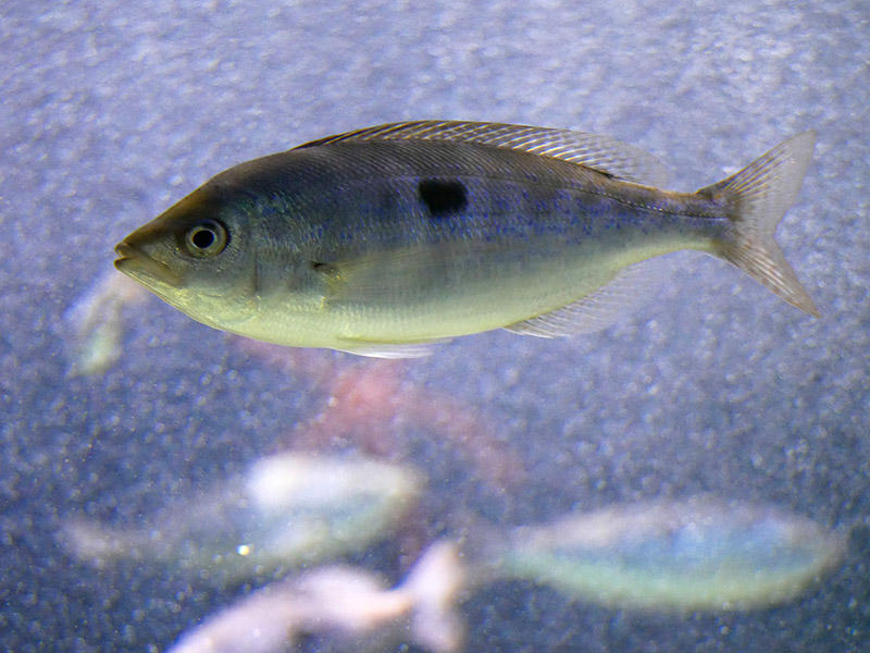 Identification poisson à tache noire