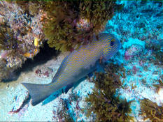 Identification Poisson Afrique du sud 