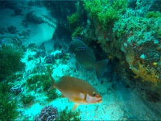 Identification Poisson Afrique du Sud