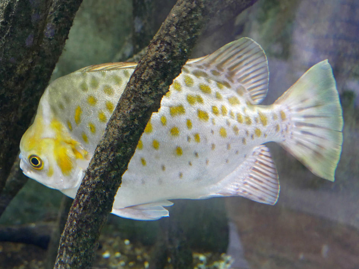 Identification poisson aquarium Canet (2)