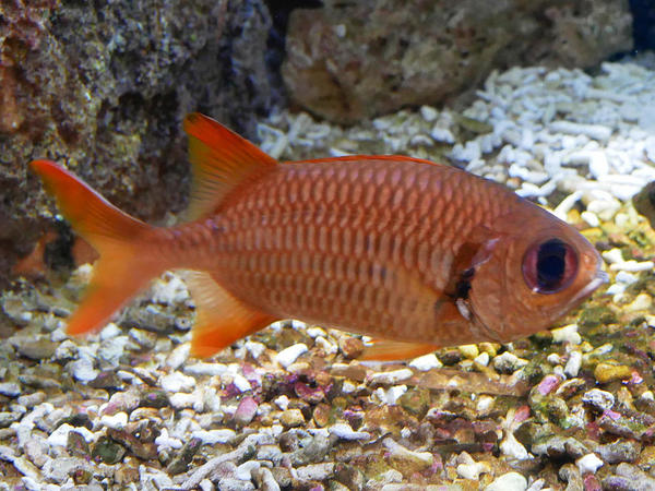 Identification poisson aquarium Canet (3)