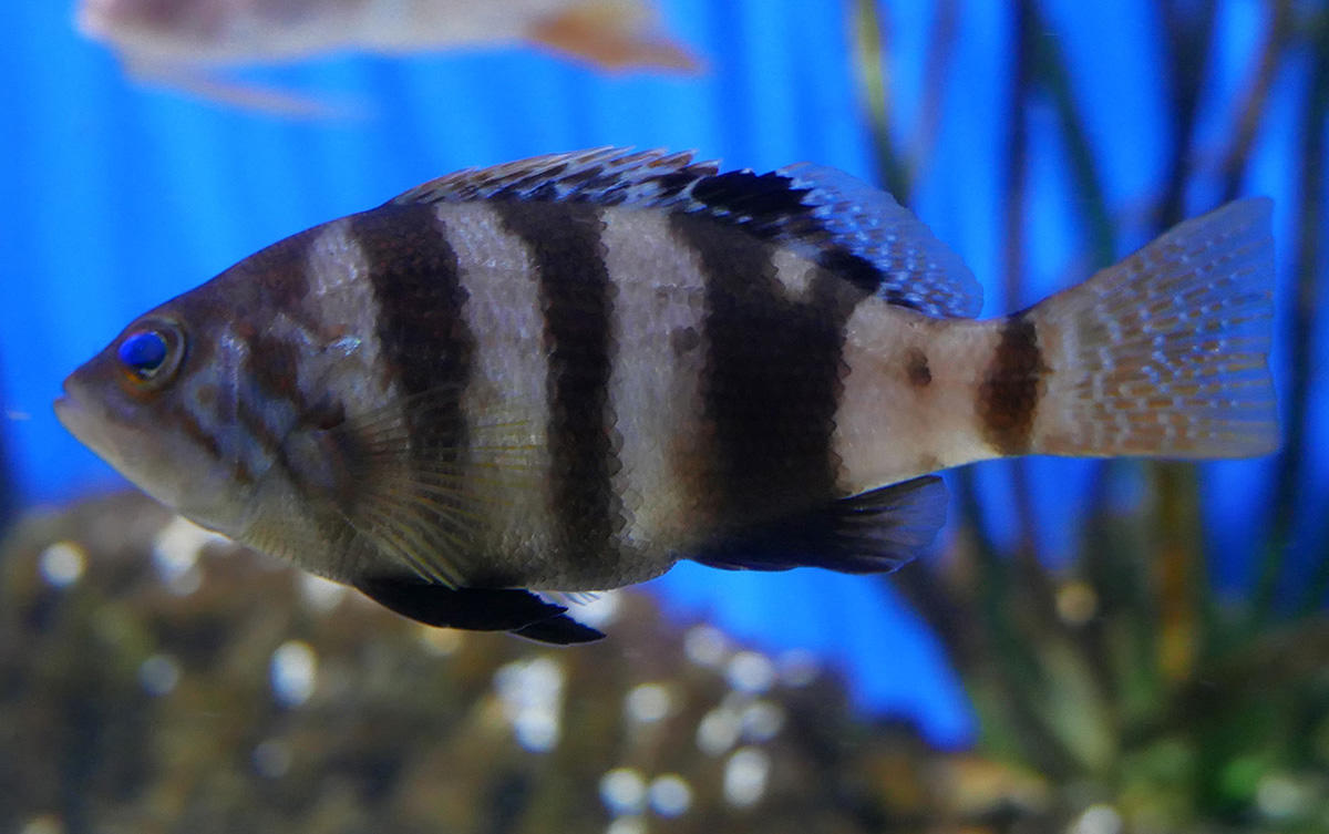 Identification poisson aquarium Canet (5)