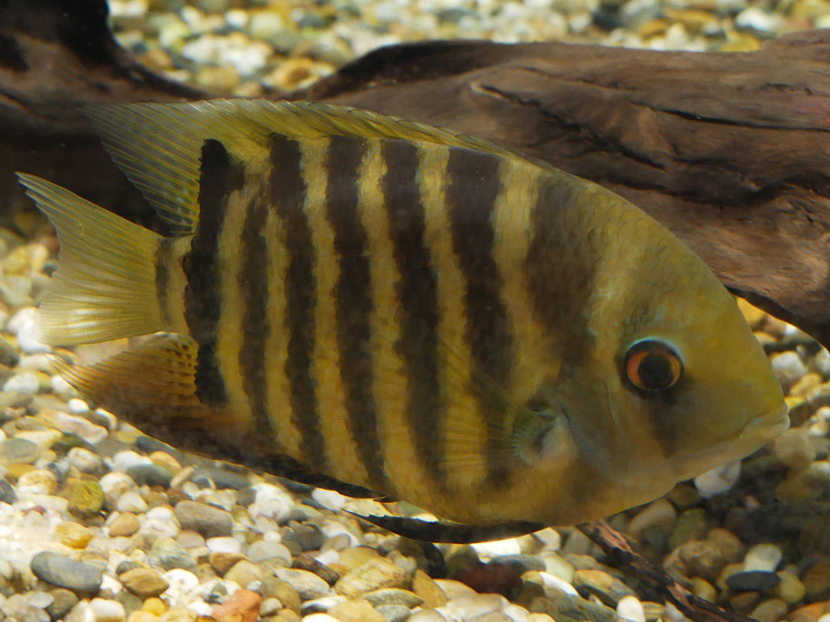 Identification poisson aquarium Canet (6)