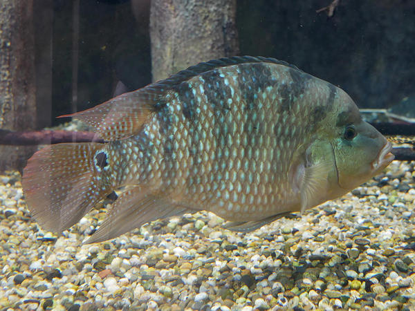 Identification poisson aquarium Canet (7)