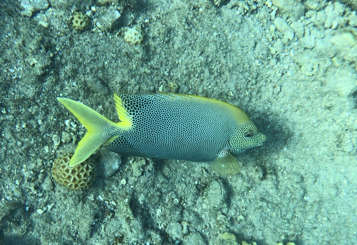 Identification poisson blanc tacheté de noir avec queue et nageoires jaunes