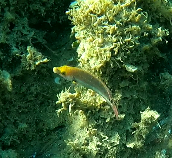 Identification poisson de Corse
